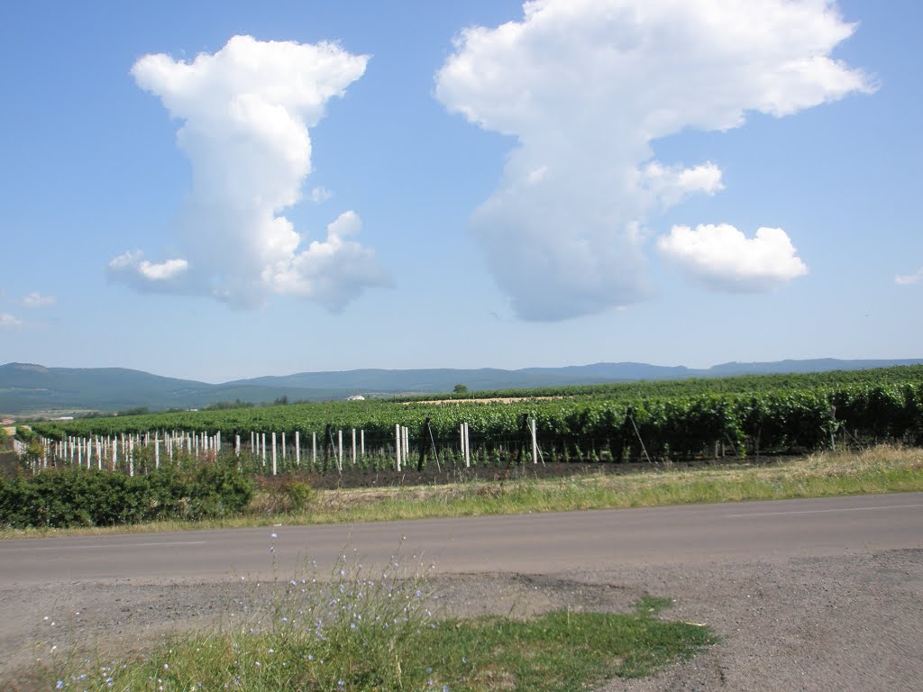 Gyöngyöstarján, Hungary by Miklós Róbert