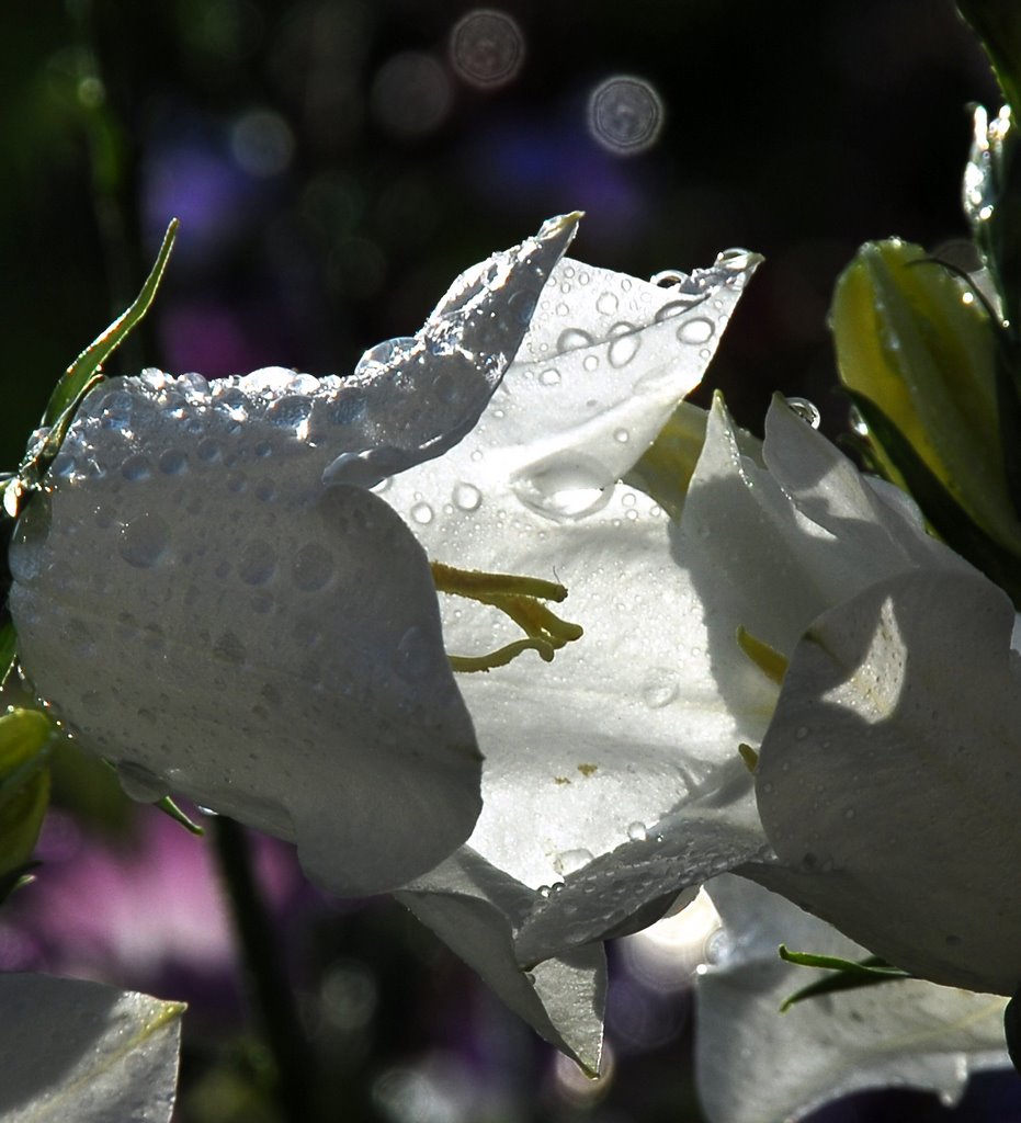 After Summer rain... by EduardoT