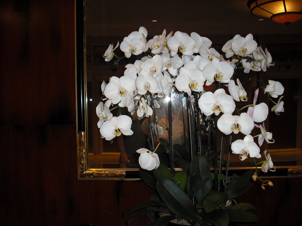 Orchids at Shang Palace by Who?