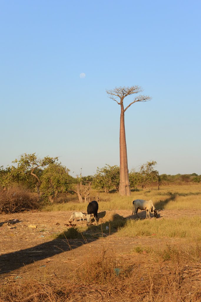 Morondava, Madagascar by Rhonda Roberts