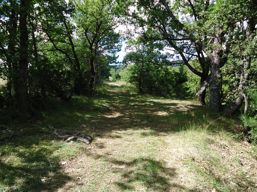 Chemin dans le bois de l'Espinasse au NO de Montlaux by Claudius B.