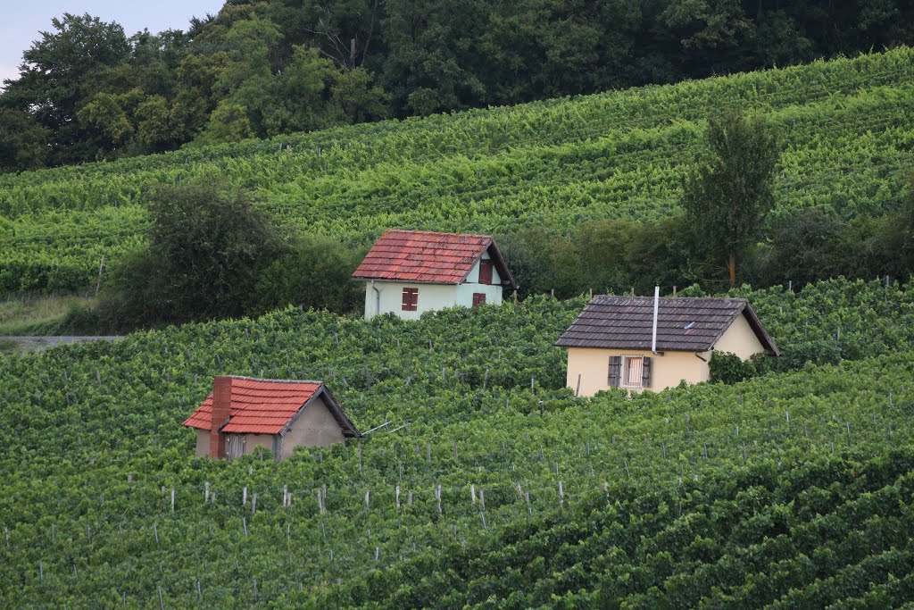 Weinberg by Klaus R. aus O.