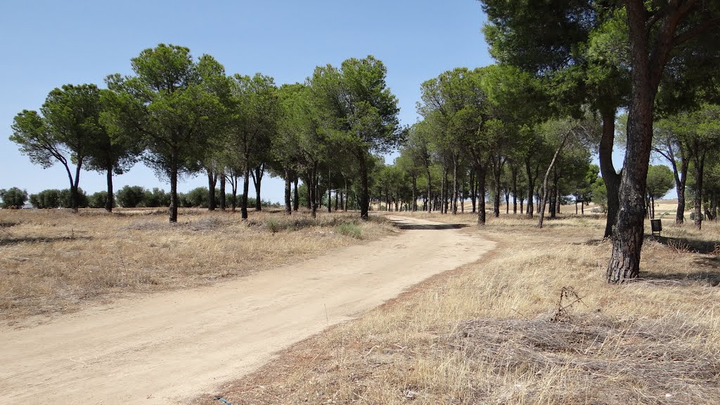 Pequeño pinar en medio de la Sagra by EventusBonus