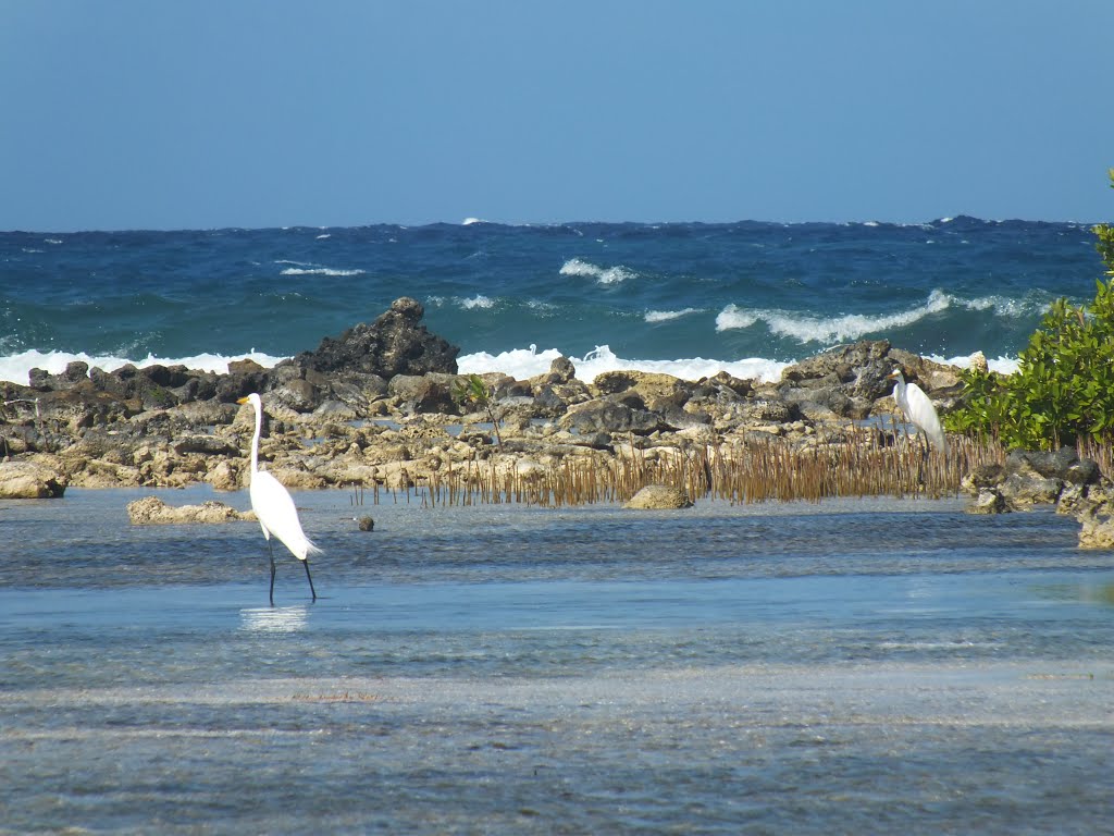 Birds feeding off of Sandals Cay by metcftectjat