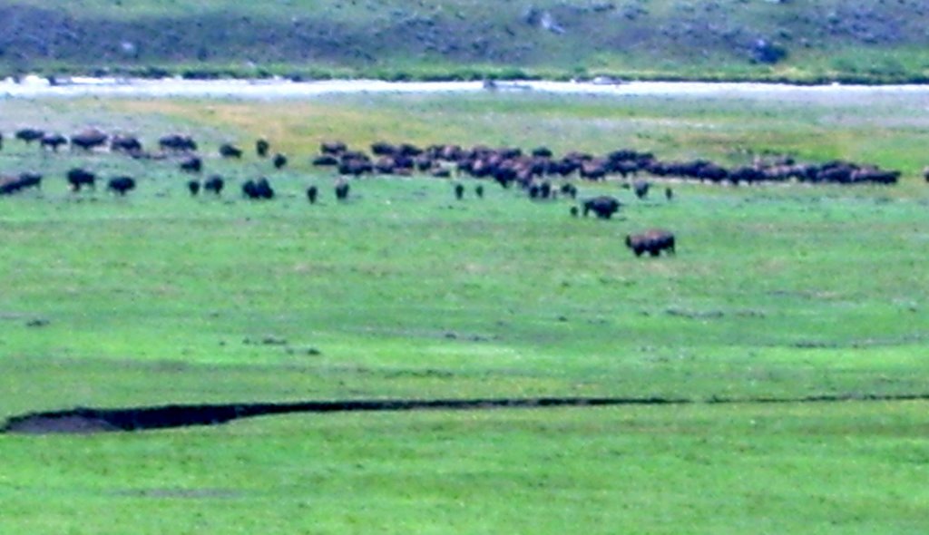 Bison Herd in Lamar Valley, Yellowstone N.P. by Bruce Amsbary