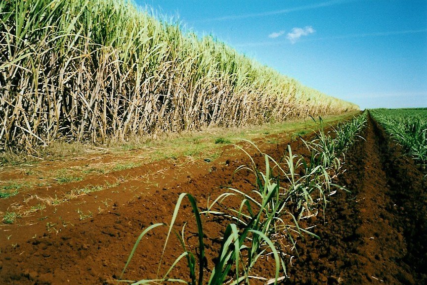 Sugarcane field by Micheil