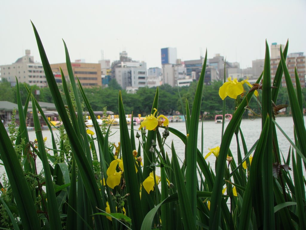 Ueno koen avec iris by Michael Berardozzi