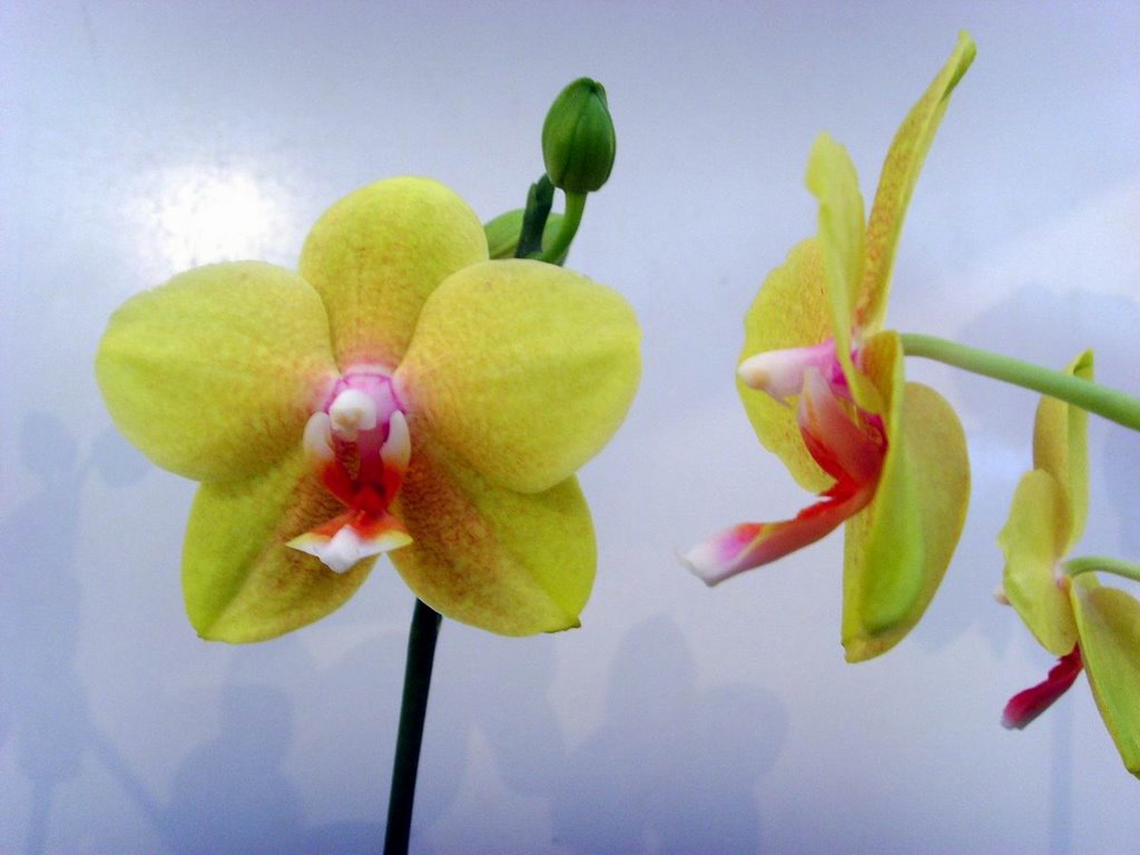 Orquideas by Dorio Nascimento