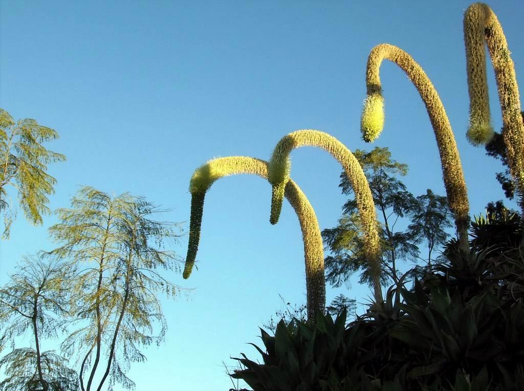 Planta ou Cisne ? by Dorio Nascimento