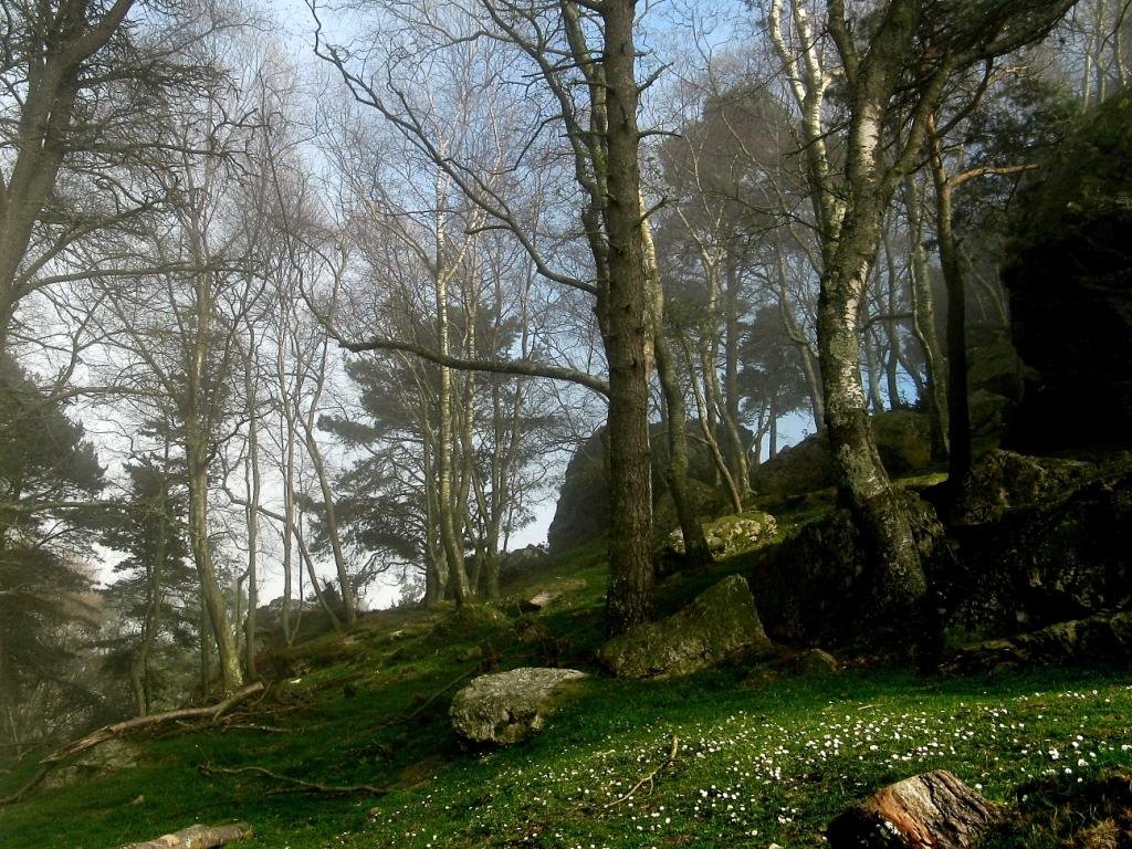 Bosque en El Fito by marelv