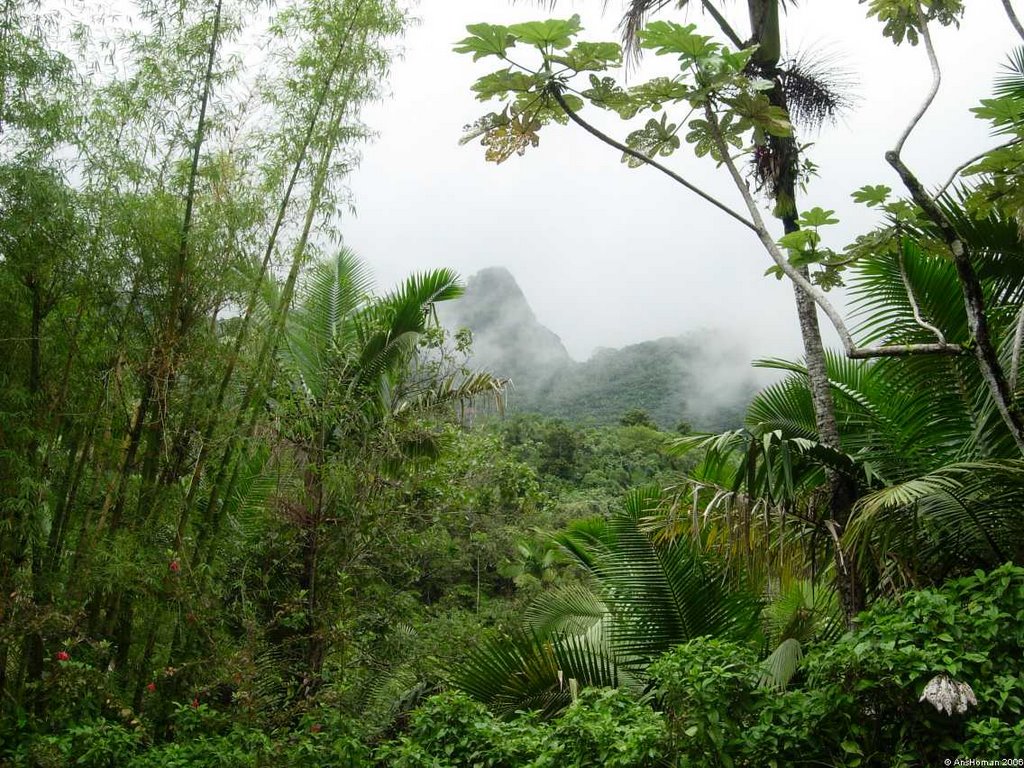 El Yunque (rainforest) by Ans Homan