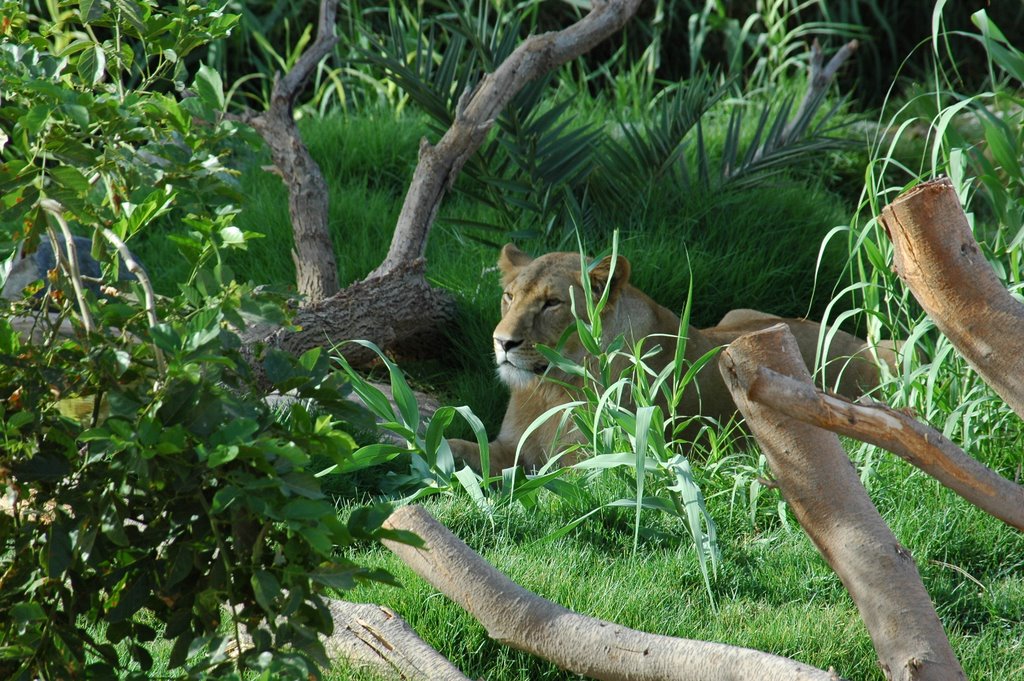 Zoo District - Abu Dhabi - United Arab Emirates by Grenald Alves