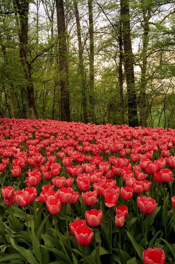 Tappeto di tulipani, Pralormo by Andrea Allasio