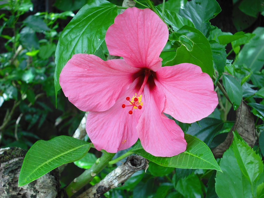 Hibiscus growing wild at the Datai by Who?