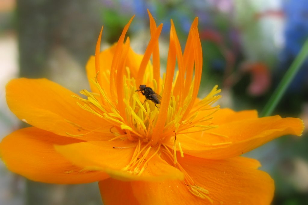 Trollius Chinensis 'Golden Queen' by Chris10 ©