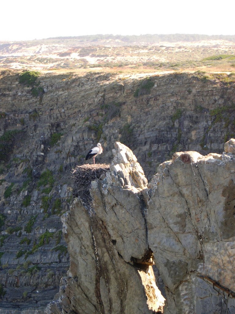 Cigueña en Cabo Sardao by Maria Quiros