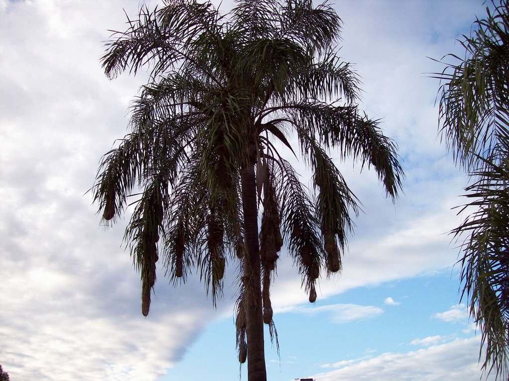 Nidos en la palmera by AlfonsoLM