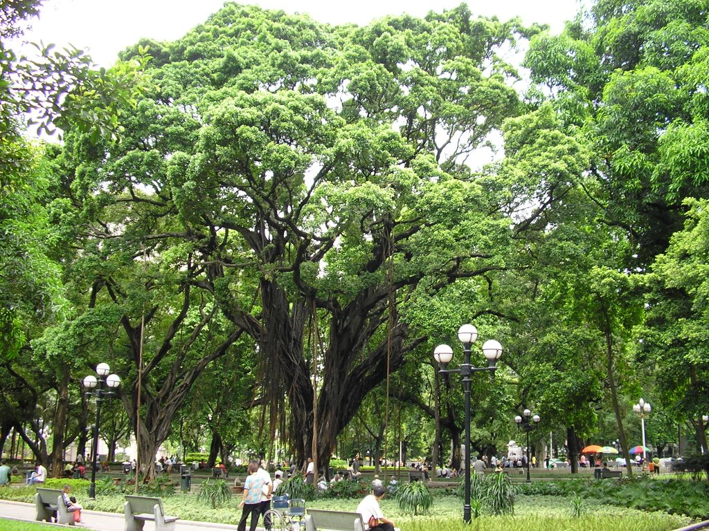 Banyan at People's Park - 人民公园 by Samfu