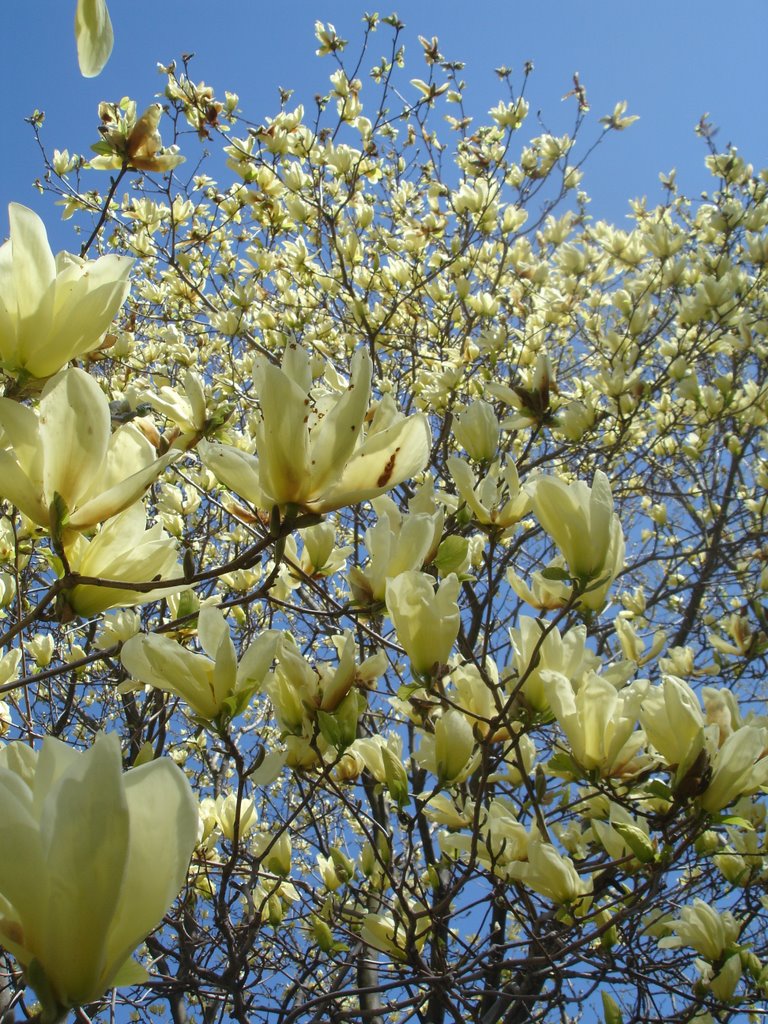 May - magnolia in Arnold Arboretum, Boston, MA by ikur