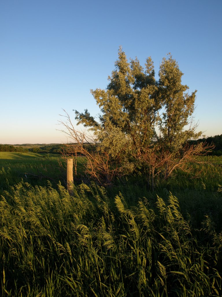 Russian Olive by Blake of the Bluffs