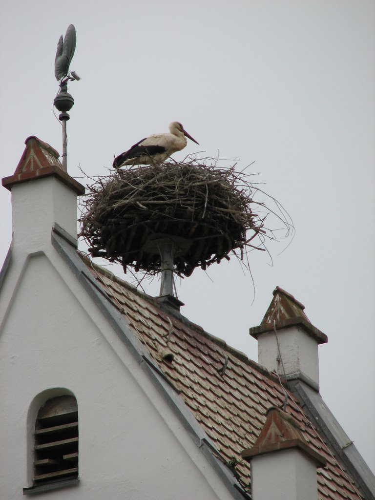 Storch in Langenau by opbol