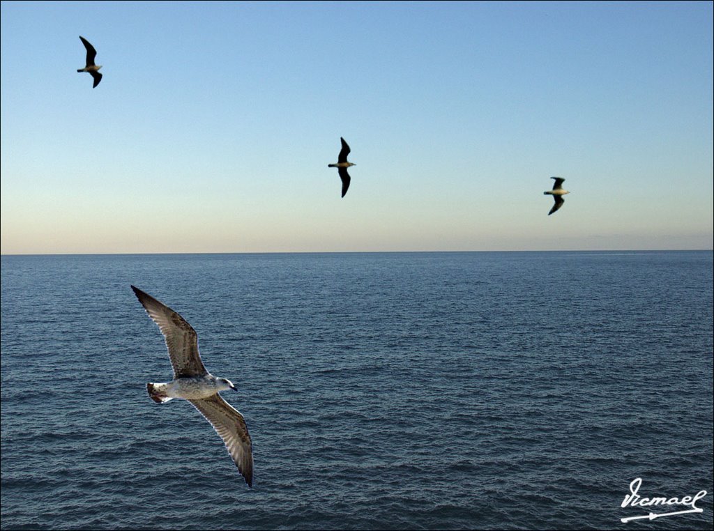 50920-02 OROPESA GAVIOTAS by Víctor Manuel Mamblo…