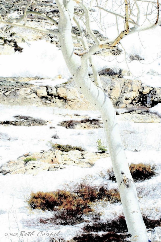 Elko County, NV, USA by beth carpel