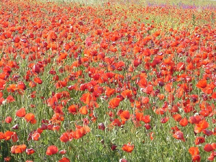 Field of tulip by Steven Coast