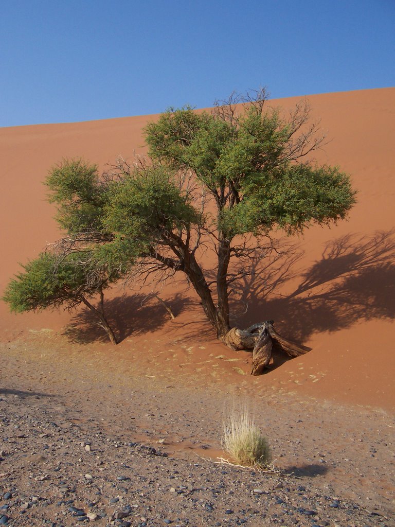 Tree in Namibian desert by www.echt-hirschhorn.…