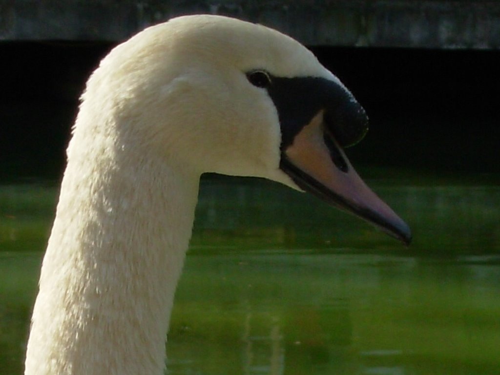 Cisne / White Swan by Paulo Andrade