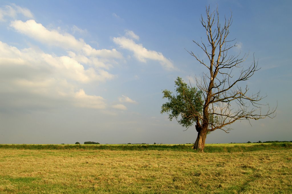 Eenzame boom in de polder by M.J.Boluijt