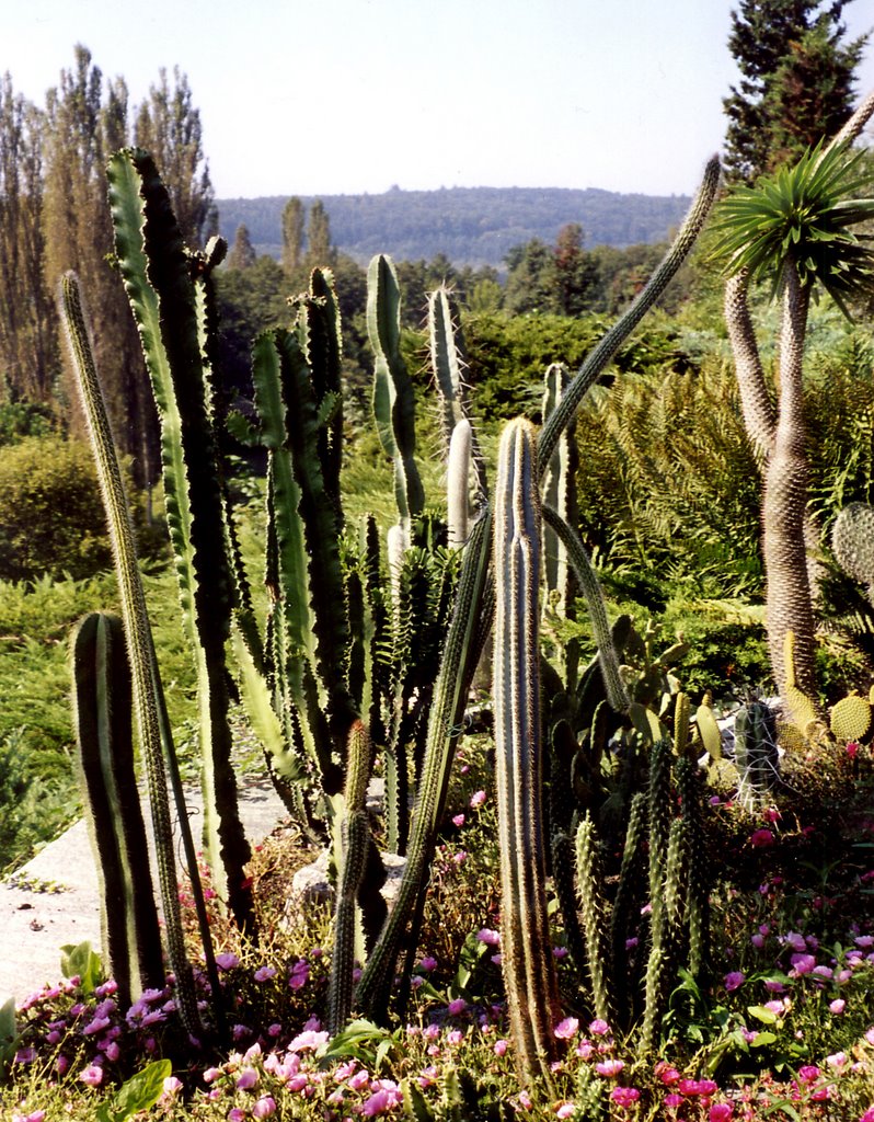 Kakteen auf der Insel Mainau im Bodensee by Ellen Haider