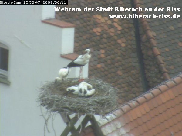 Storchennest mit 4 jungen auf dem Biberacher Museum by Markus Braig