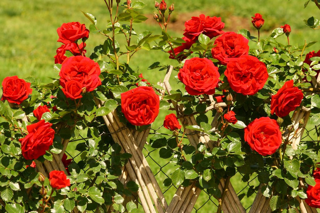 Roses in Cervantes Park by David Serrano