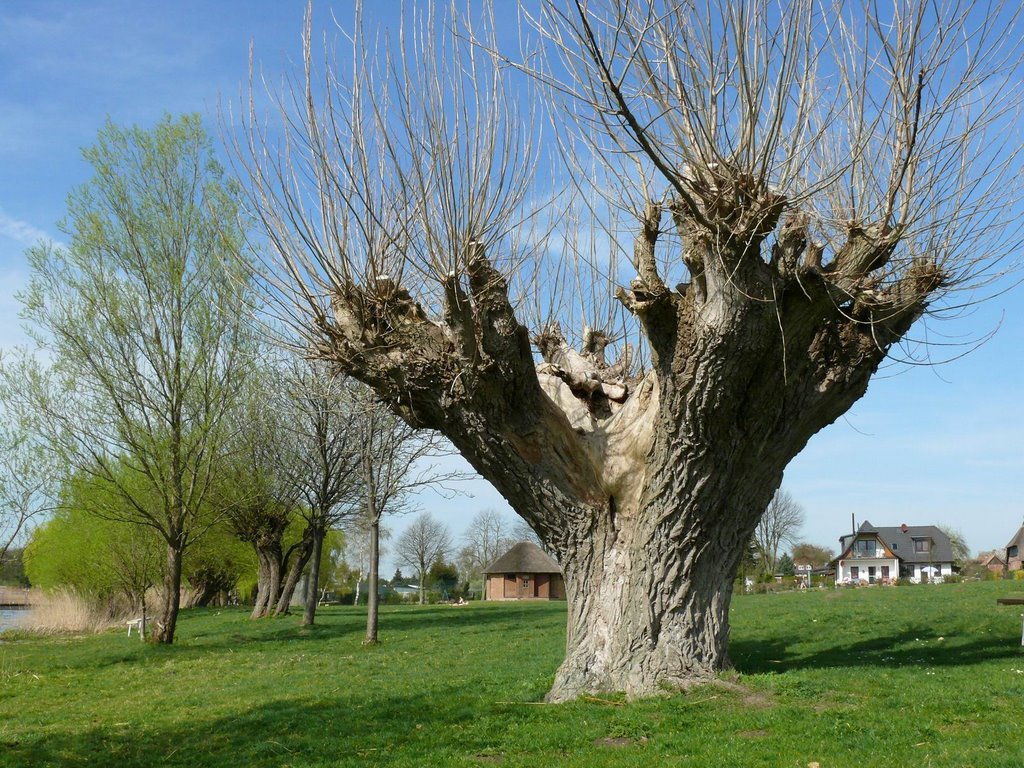 Geköpfte Pappel by klaus040-panoramio stays!