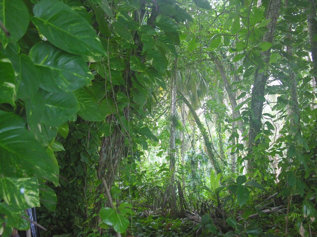 Parque Nacional Cahuita, Limón by J.Monge-Najera