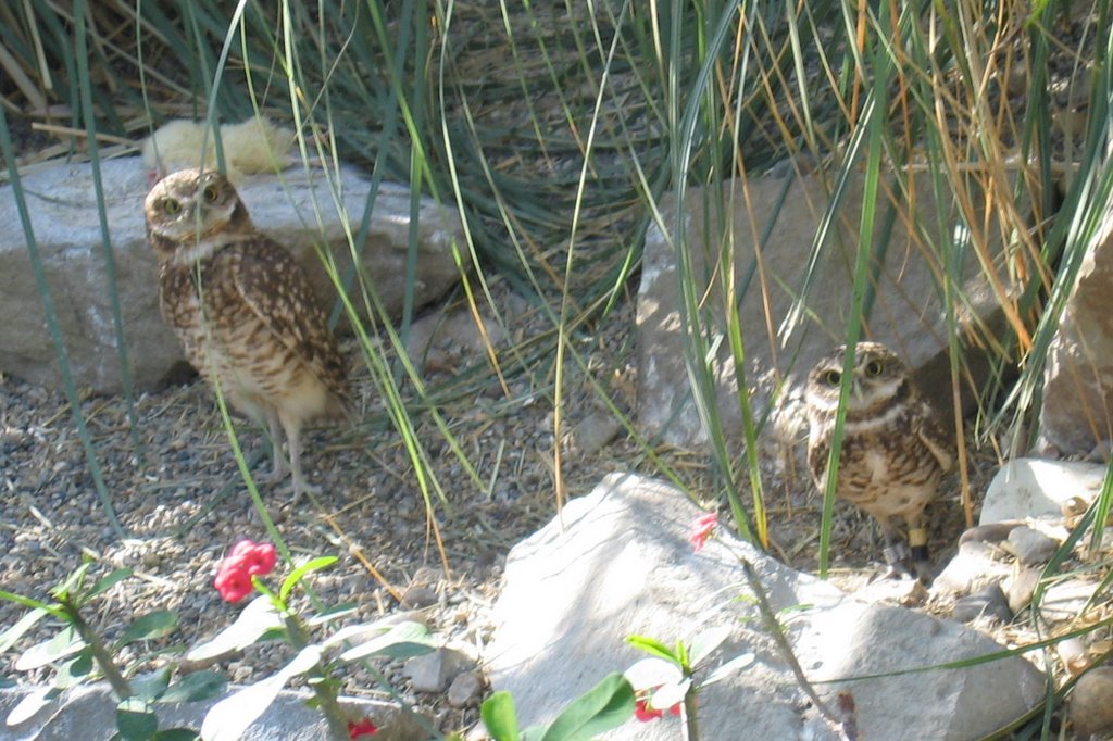 Burrowing Owls by AkiWolf