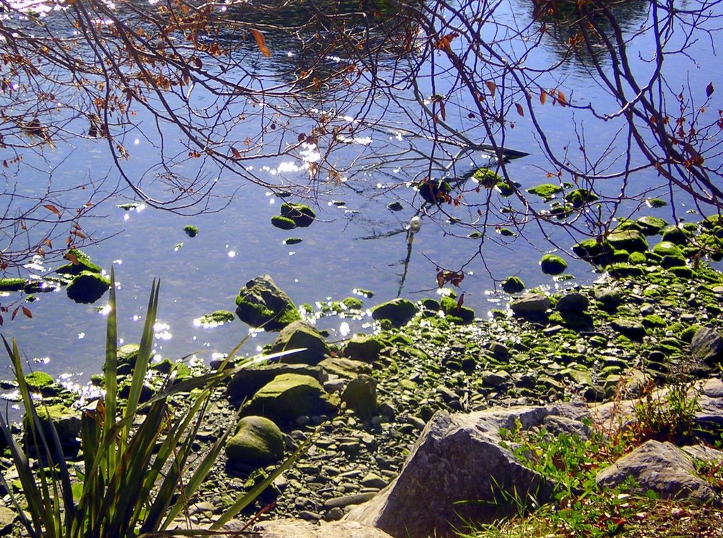 Maitai River, Nelson by Camerama