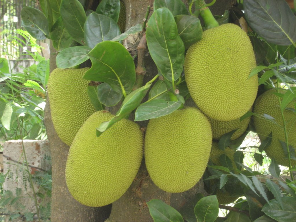 Jack fruit at JU by Mir Abul Kashem