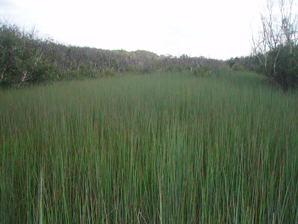 Stumer's Creek walk - Coolum (LT) by LukeT