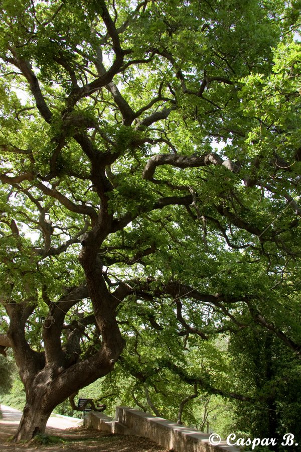 Oak tree that went through centuries (Crete, 2008) by Caspar B.