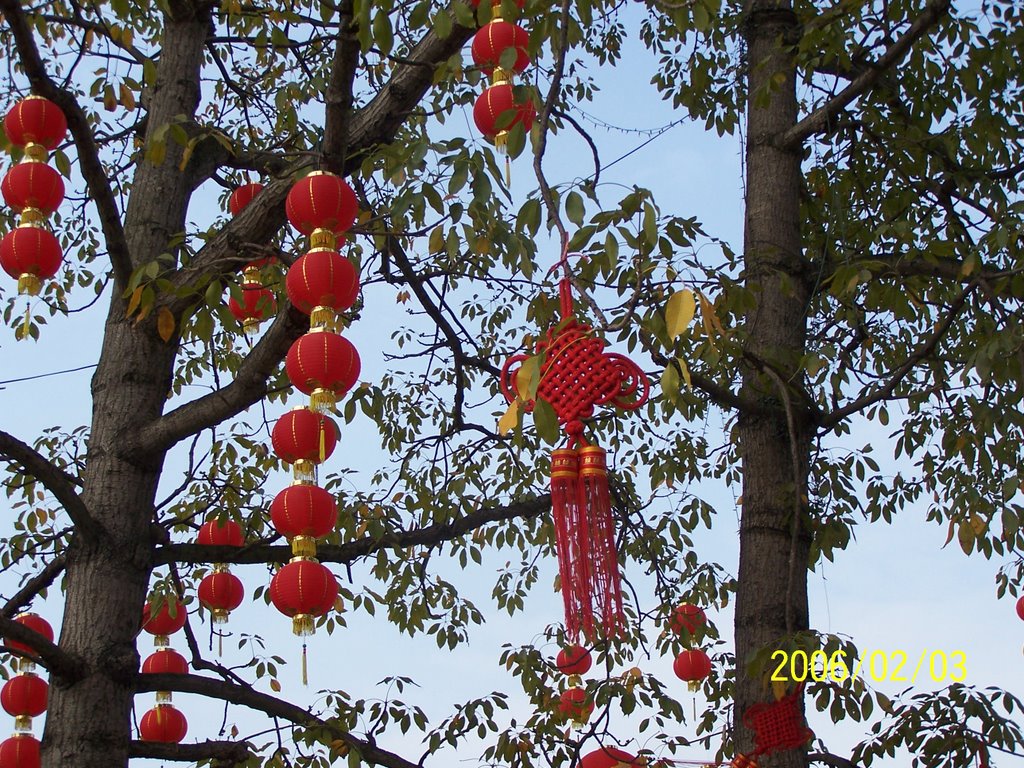 Trees on Spring Festival by ZHAO LEE