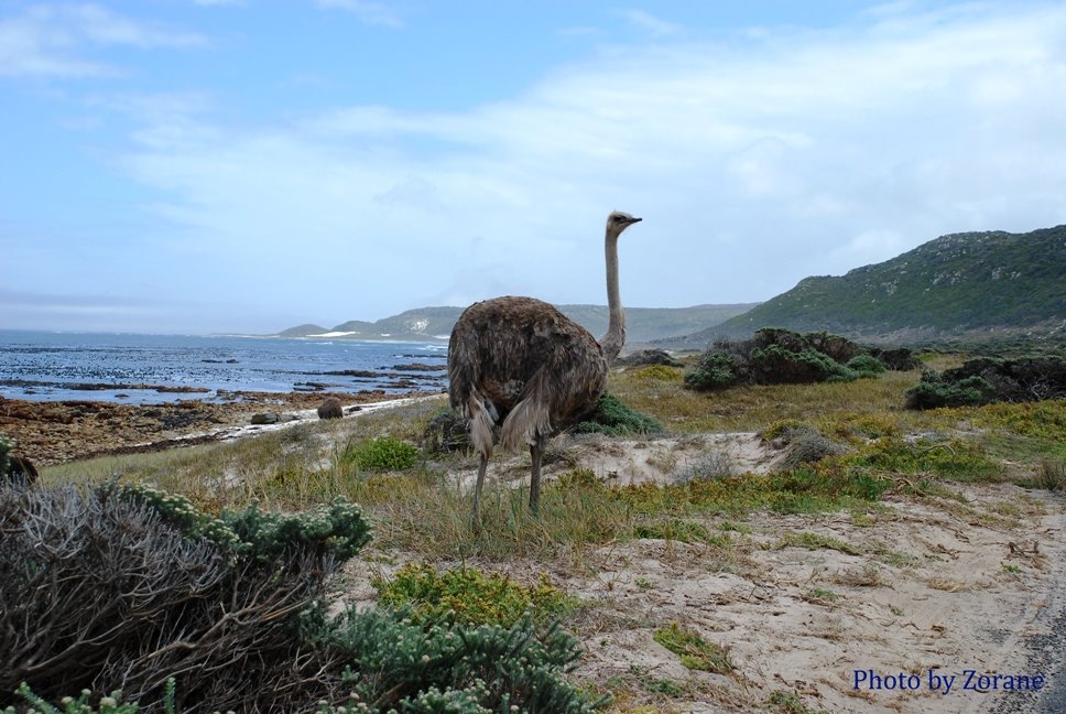 Cape of Good Hope by © Zorane