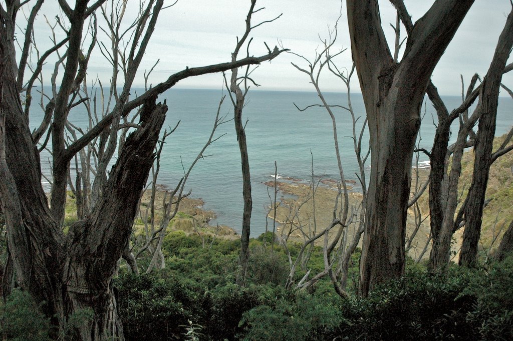 Three Creeks Circuit Walk, Great Ocean Walk by James Steele