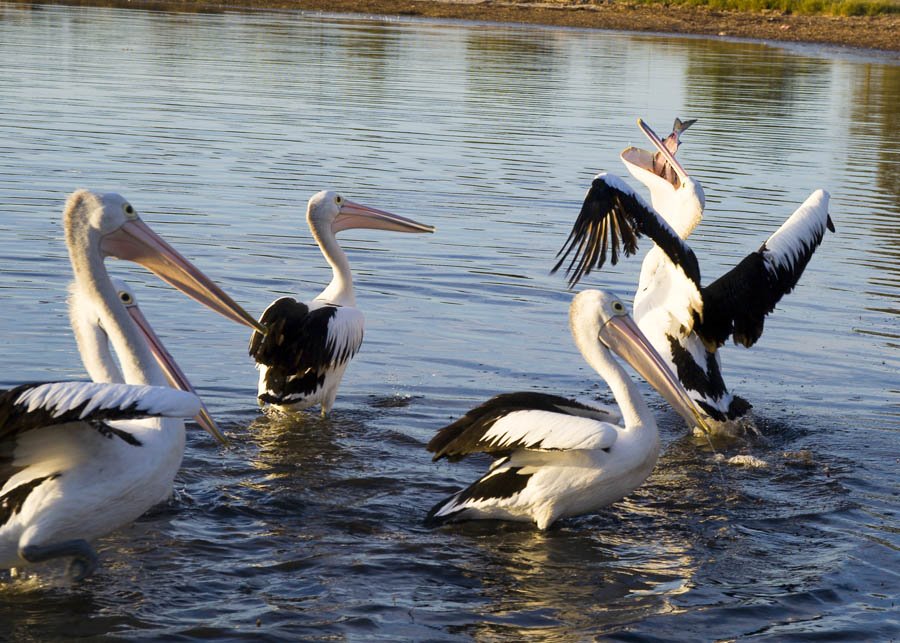 Pelican Feeding frenzy Belmont by Geoffrey Garrett