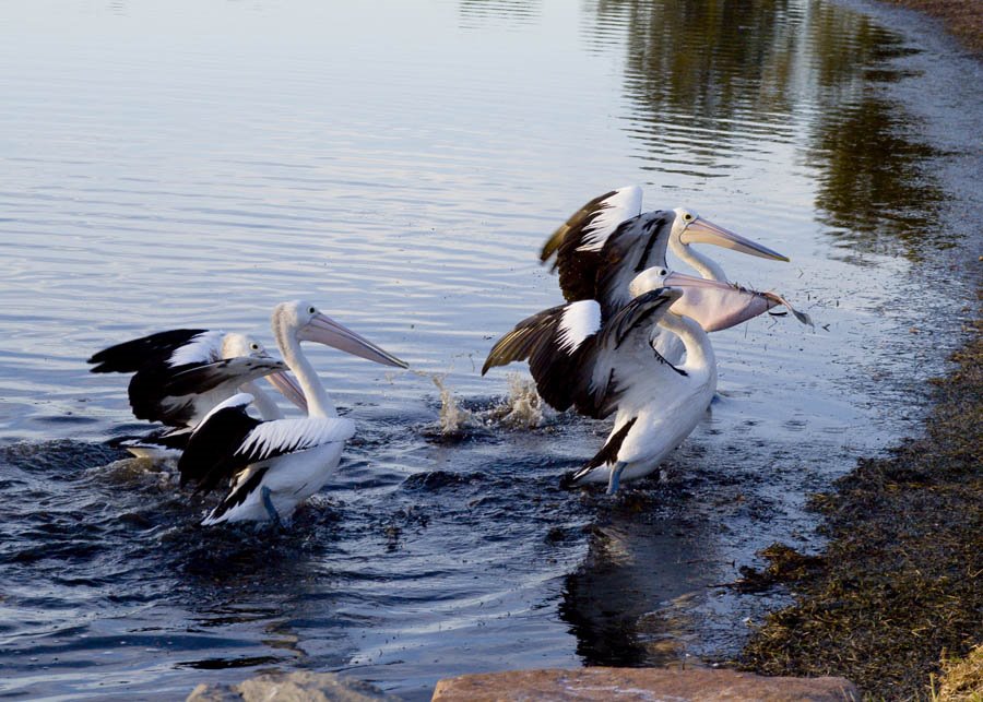 To the victorious - pelicans by Geoffrey Garrett