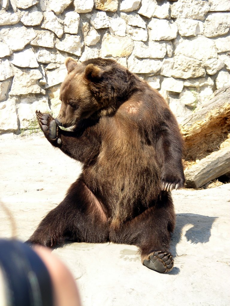 МЕДВЕД:-) by Nikolay Morozov