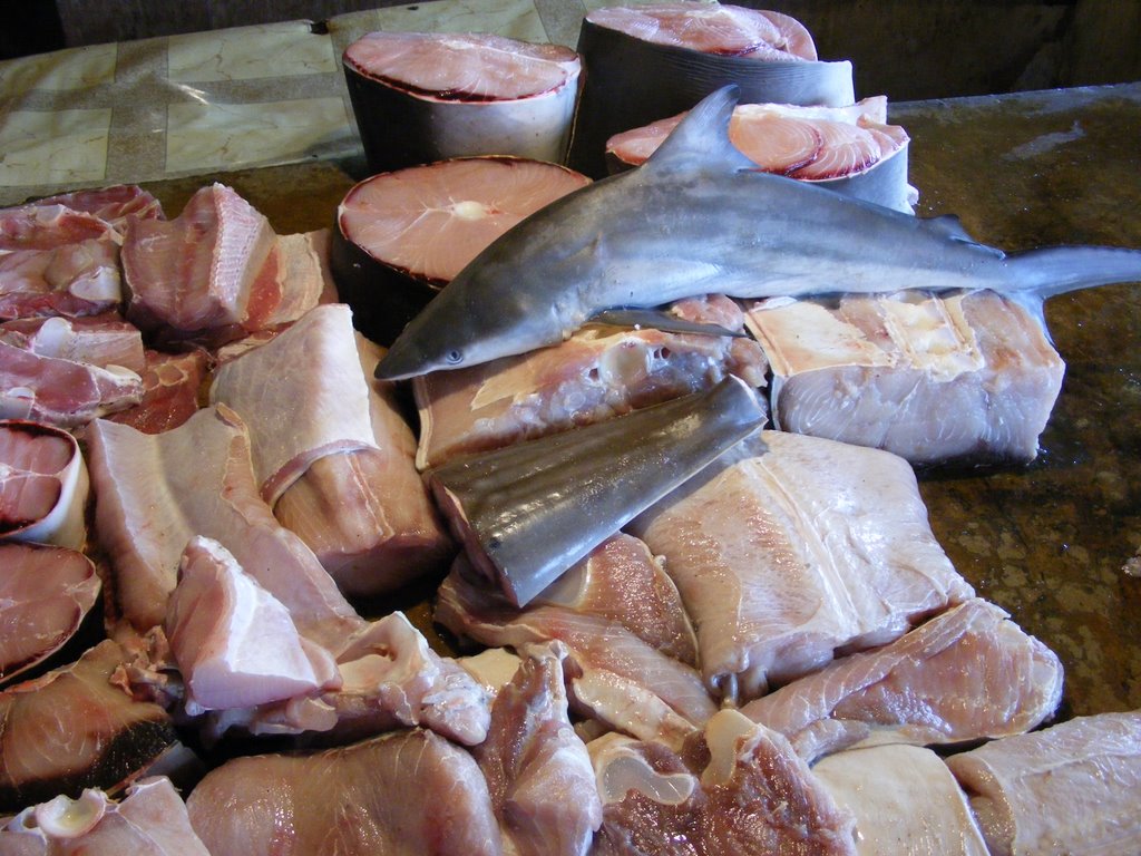 Sharks meat sold like Tuna, Naga City by edcadena