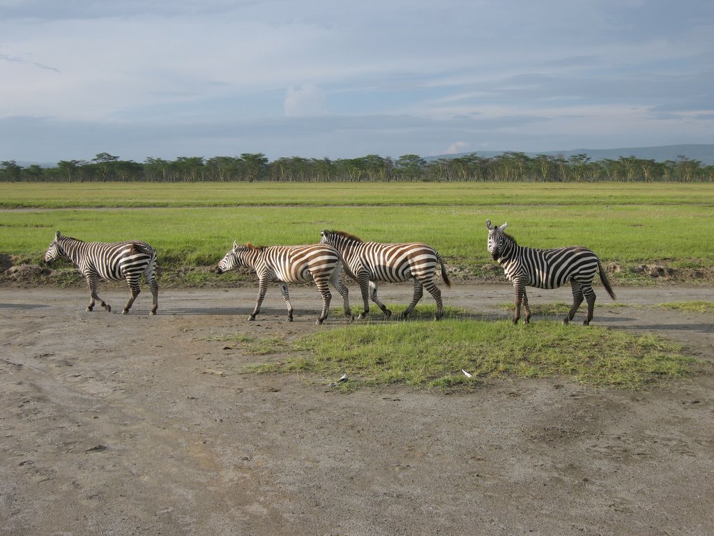 Zebra by Prof. Richard T. Mor…