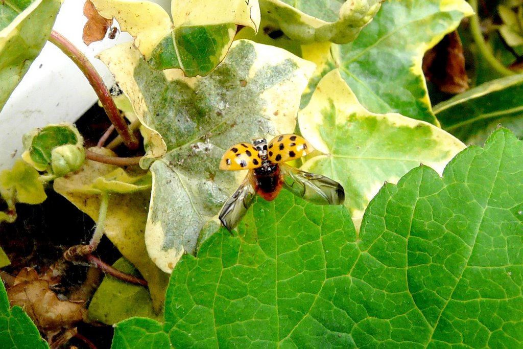 Harlequin ladybird at lift-off by Adrian Allain